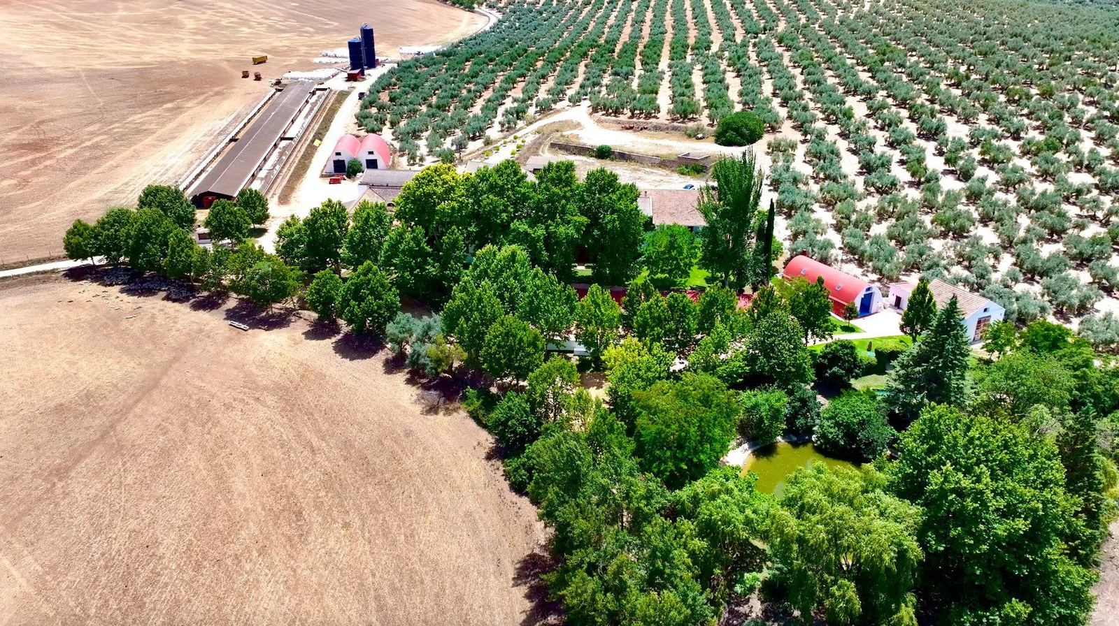 Aerial view of the estate and its olive groves